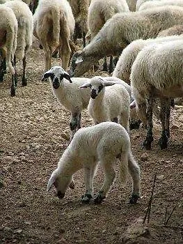 호텔 Agriturismo Il Noceto 산타도메니카비토리아